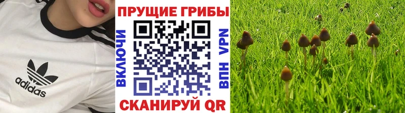 цены наркотик  Покачи  Псилоцибиновые грибы GOLDEN TEACHER 